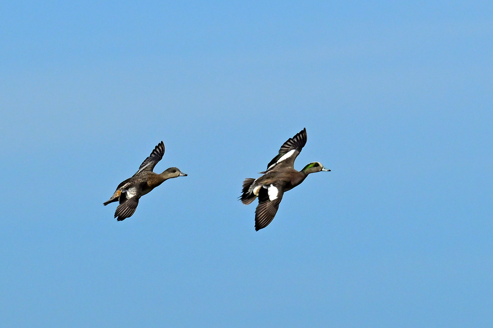 American Wigeon American Wigeon